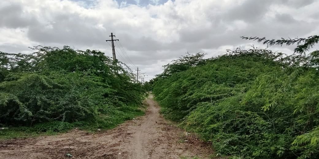 ಹುನಗುಂದ ತಾಲ್ಲೂಕಿನ ಕಮಲದಿನ್ನಿ ಗ್ರಾಮದ ಪುನರ್ವಸತಿ ಕೇಂದ್ರಕ್ಕೆ ಹೋಗುವ ರಸ್ತೆ ಮುಳ್ಳು ಕಂಟಿಯಿಂದ ಆವೃತವಾಗಿರುವುದು