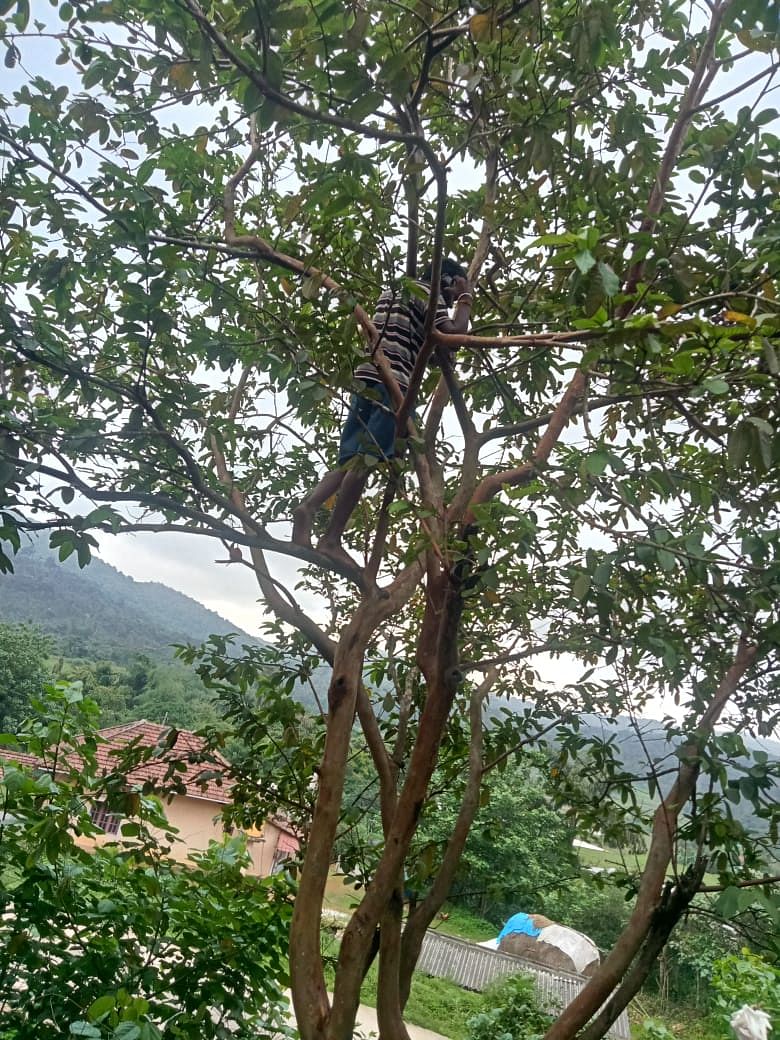 ಮಲೆನಾಡಿನಲ್ಲಿ ಮೊಬೈಲ್‌ ನೆಟ್‌ವರ್ಕ್‌ ಸಿಗದೇ ಮರ ಹತ್ತಿ ಮಾತನಾಡುವಂತಾಗಿದೆ.