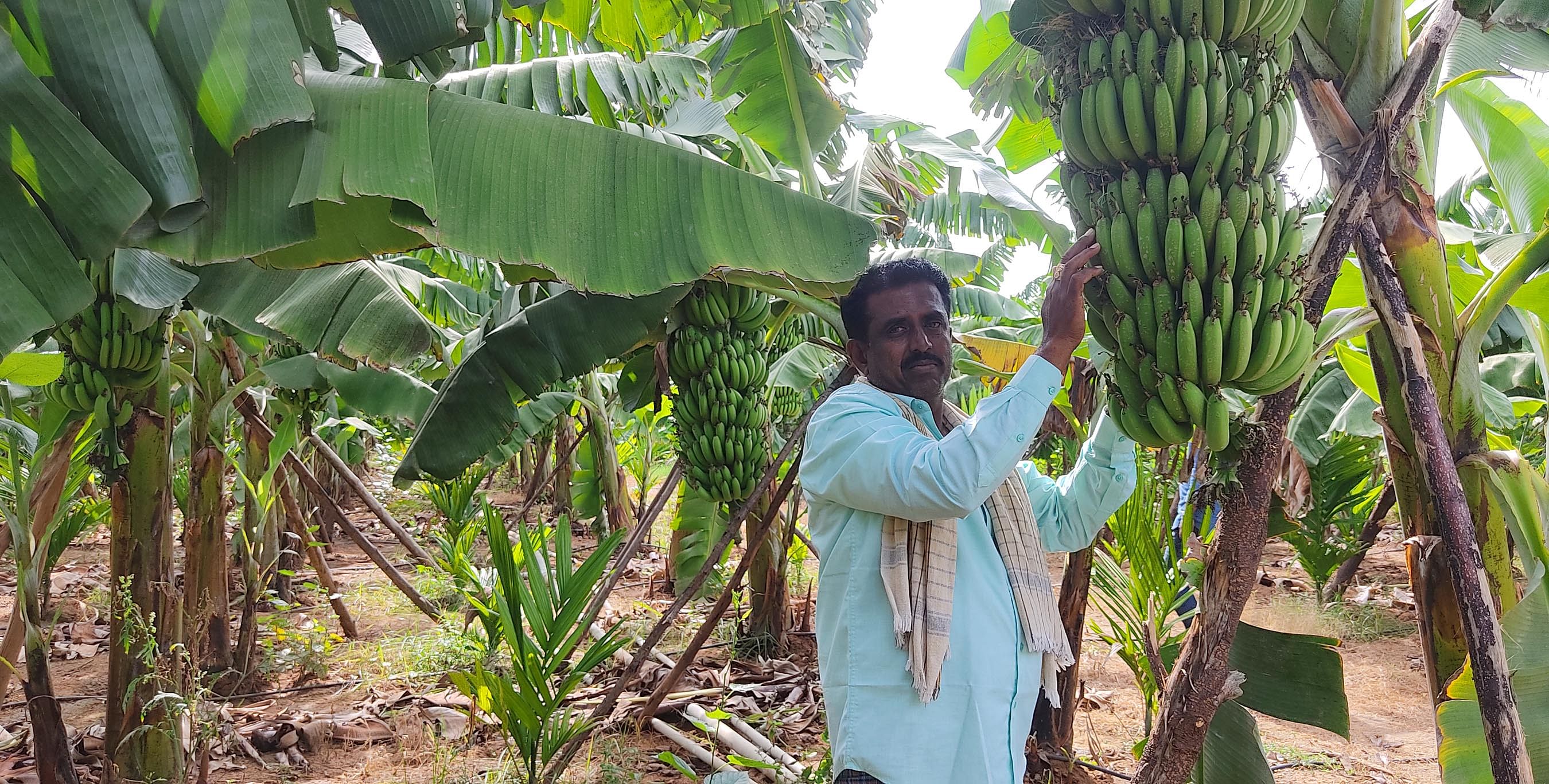 ಶಿಡ್ಲಘಟ್ಟ ತಾಲ್ಲೂಕಿನ ತಿಮ್ಮನಾಯಕನಹಳ್ಳಿಯ ರೈತ ಟಿ.ಕೆ.ಅರುಣ್ ಕುಮಾರ್ ಅಡಿಕೆ ಸಸಿಗಳ ನಡುವೆ ಬಾಳೆ ಬೆಳೆದಿರುವುದು