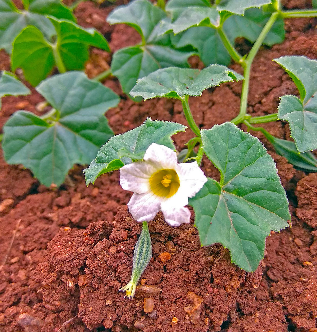 ಕಾರ್ಚಿಕಾಯಿ ಗಿಡದಲ್ಲಿ ಬಿಟ್ಟಿರುವ ಹೂವು, ಕಾಯಿ