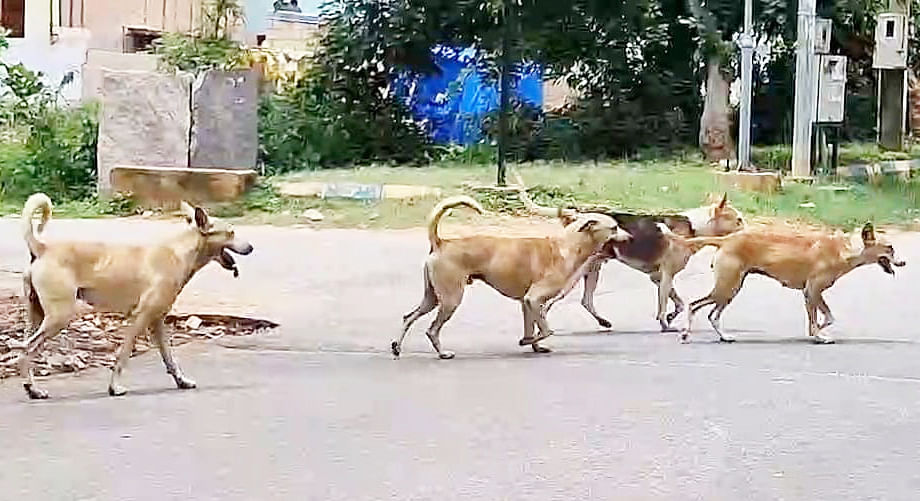 ತುಮಕೂರಿನಲ್ಲಿ ನಾಯಿಗಳ ಹಿಂಡು