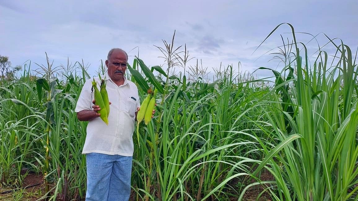 ಮೂಡಲಗಿ ತಾಲ್ಲೂಕಿನ ಗುರ್ಲಾಪುರದ ಜಮೀನಿನಲ್ಲಿ ಬೆಳೆದ ಸಿಹಿಯಾದ ಗೋವಿನಜೋಳ ಬೆಳೆಯೊಂದಿಗೆ ರೈತ ಬಸವಣ್ಣಿ ಮುಗಳಖೋಡ