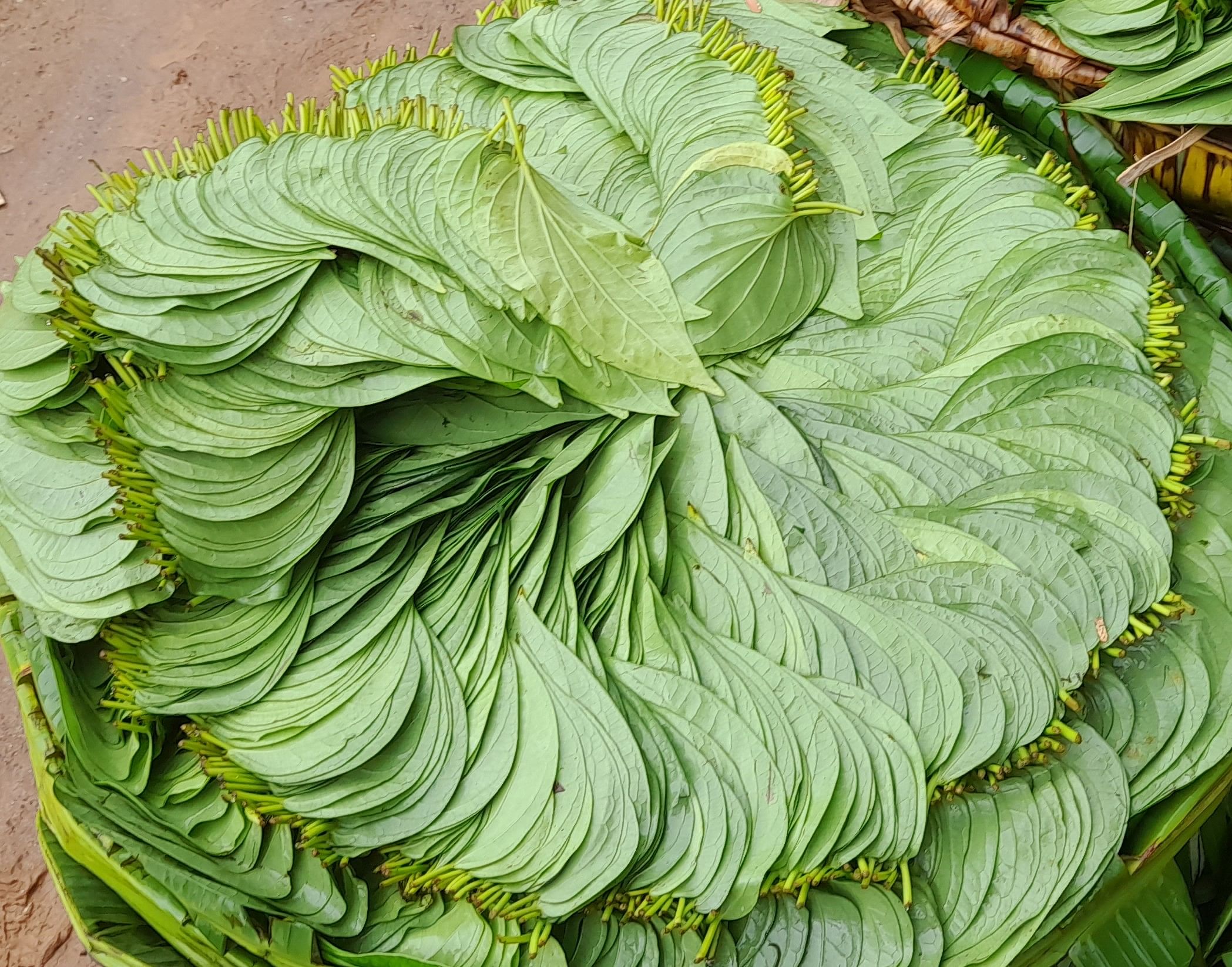  ತರೀಕೆರೆ ವೀಳ್ಯದೆಲೆ