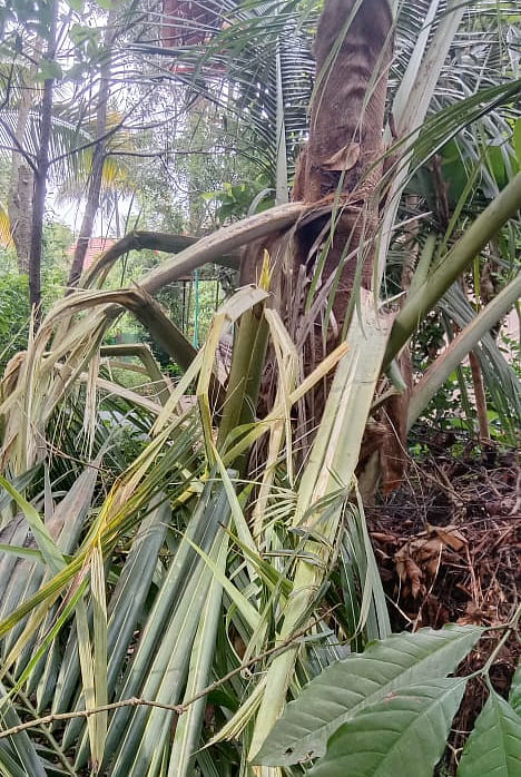 ಕಾಡಾನೆ ದಾಳಿಗೆ ಮುರಿದು ಬಿದ್ದ ತೆಂಗು