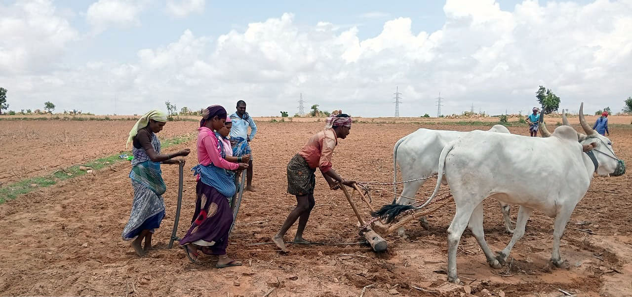 ಬಿತ್ತನೆ ಕಾರ್ಯದಲ್ಲಿ ತೊಡಗಿರುವ ಬಳ್ಳಾರಿ ಜಿಲ್ಲೆಯ ರೈತ ಕುಟುಂಬ 