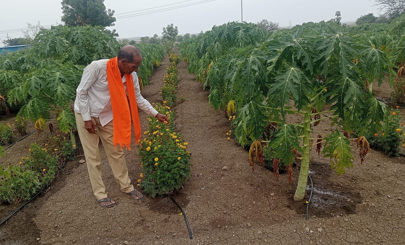 ಕಮಲನಗರ ತಾಲ್ಲೂಕಿನ ಹೋಳಸಮುದ್ರ ಗ್ರಾಮದ ಮಿಶ್ರ ಬೆಳೆಗಳ ತೋಟದಲ್ಲಿ ಕೃಷಿಕ ಜಗನ್ನಾಥ ಚಿಮ್ಮಾರ ಬೆಳೆಗಳ ಆರೈಕೆಯಲ್ಲಿ ತೊಡಗಿರುವುದು