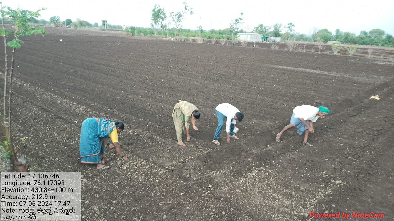 ಇಂಡಿ ತಾಲ್ಲೂಕಿನ ಜಮೀನೊಂದರಲ್ಲಿ ರೈತರು ಬಿತ್ತನೆ ಬೀಜ ನಾಟಿ ಮಾಡುತ್ತಿರುವುದು