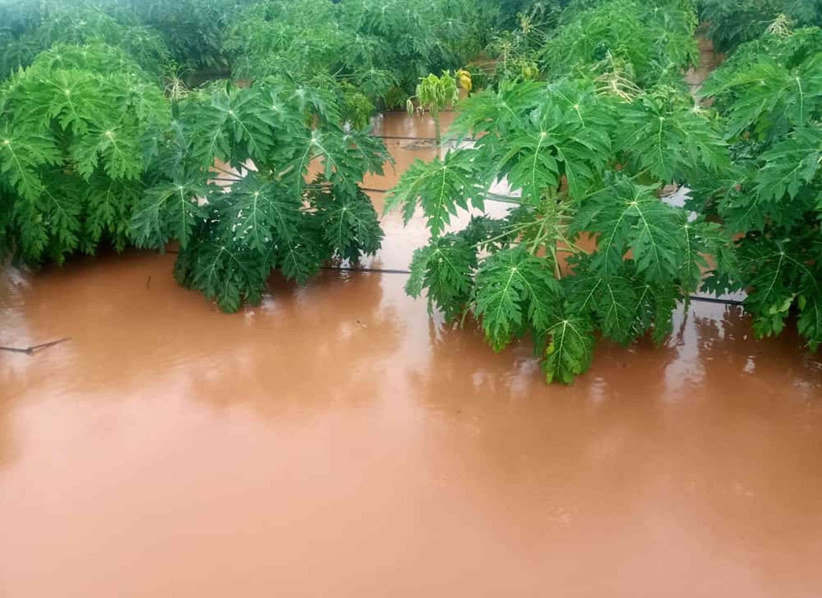 ಕುಷ್ಟಗಿ ತಾಲ್ಲೂಕು ತೋಪಲಕಟ್ಟಿಯ ಚಂದಪ್ಪ ಜಂಗಣ್ಣಿ ರೈತಗೆ ಸೇರಿದ ಪಪ್ಪಾಯಿ ತೋಟ ಜಲಾವೃತಗೊಂಡಿರುವುದು