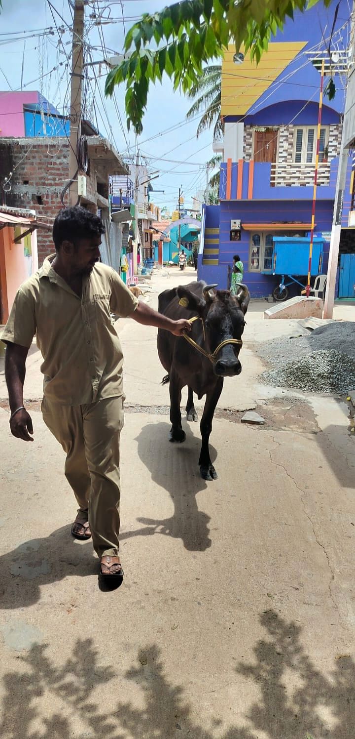 ಇಲ್ಲಿನ ನಗರಸಭೆ ಸಿಬ್ಬಂದಿ ಬಿಡಾಡಿ ದನಗಳನ್ನು ಹಿಡಿ ಸಾಗಿಸುತ್ತಿರುವುದು.