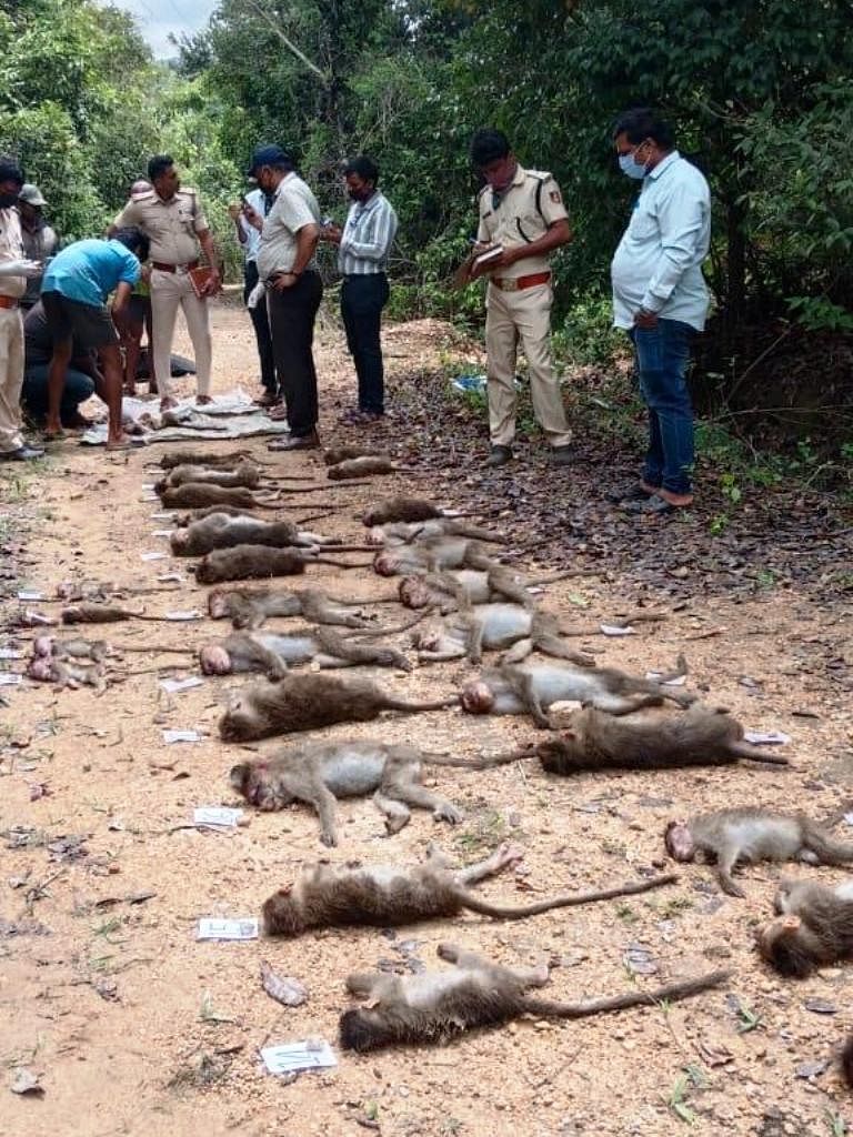 ಬಾಳೆಹೊನ್ನೂರು ಸಮೀಪದ ಚಿಕ್ಕ ಅಗ್ರಹಾರ ಗುಡ್ಡೆಹಳ್ಳದಿಂದ ದಾವಣಕ್ಕೆ ತೆರಳುವ ರಸ್ತೆಯ ರಾಮನಹಡ್ಲು ಮೇಗರಮಕ್ಕಿ ಮೀಸಲು ಅರಣ್ಯ ಪ್ರದೇಶದ ಬಳಿ ಅಪರಿಚಿತರು 30 ಮಂಗಗಳನ್ನು ಹತ್ಯೆ ಮಾಡಿ ತಂದು ಎಸೆದ ಸ್ಥಳಕ್ಕೆ ವಿವಿಧ ಅಧಿಕಾರಿಗಳು ಬೇಟಿ ಮಾಡಿ ಪರಿಶೀಲನೆ ನಡೆಸಿದರು.