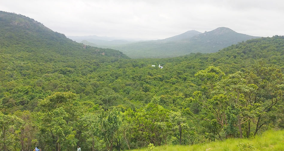 ತುಮಕೂರಿನ ದೇವರಾಯನದುರ್ಗದ ಅರಣ್ಯ ಪ್ರದೇಶ
