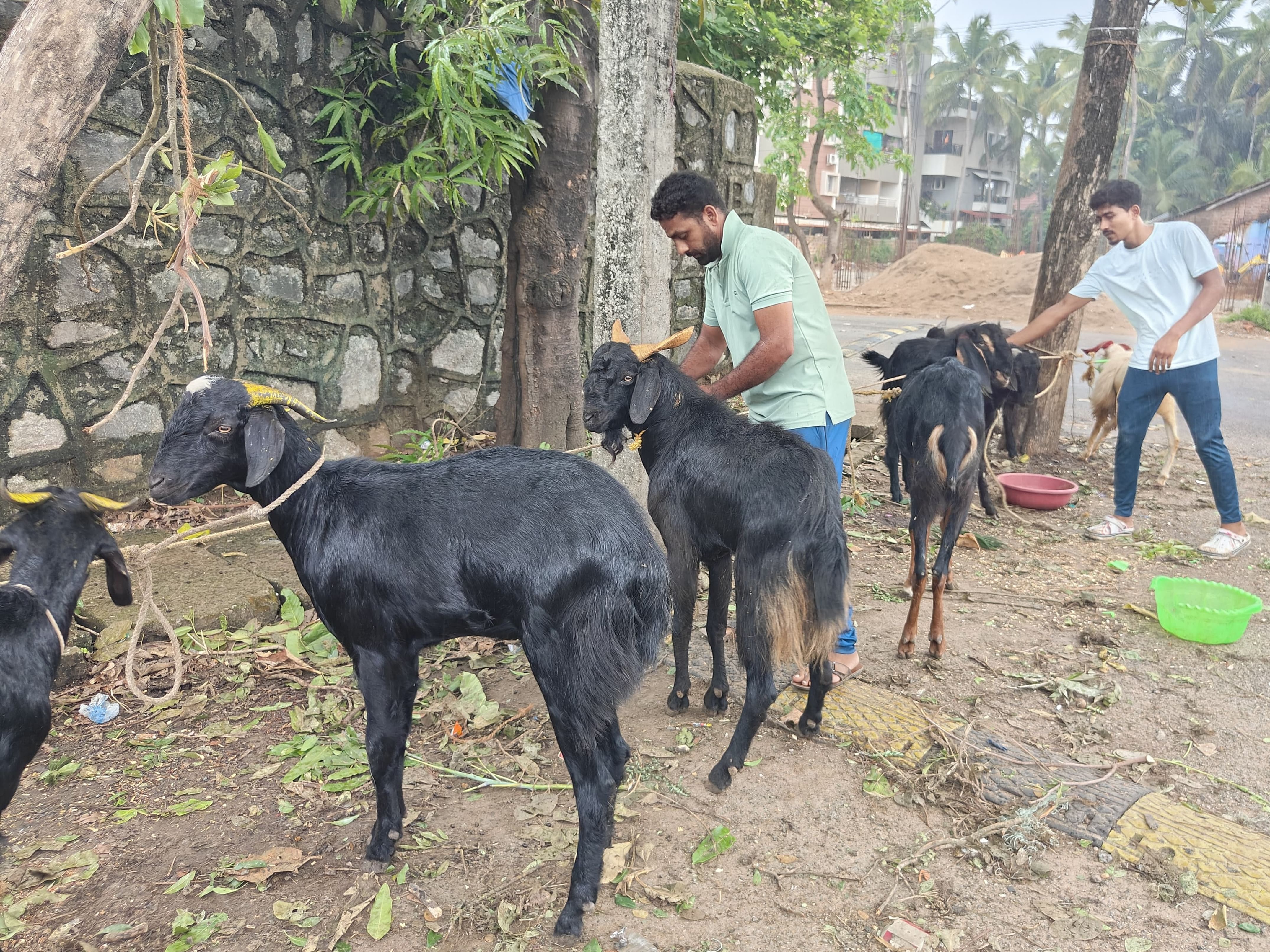 ಬಕ್ರೀದ್ ಅಂಗವಾಗಿ ಕಾರವಾರದ ಕಾಜುಬಾಗದಲ್ಲಿ ವ್ಯಾಪಾರಿಗಳಿಬ್ಬರು ಕುರಿಗಳನ್ನು ಮಾರಾಟಕ್ಕೆ ಇಟ್ಟಿದ್ದರು