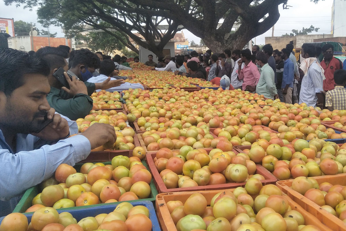 ಚಿಂತಾಮಣಿ ಮಾರುಕಟ್ಟೆಯಲ್ಲಿ ಹರಾಜಿಗೆ ಬಂದಿರುವ ಟೊಮೆಟೊ.