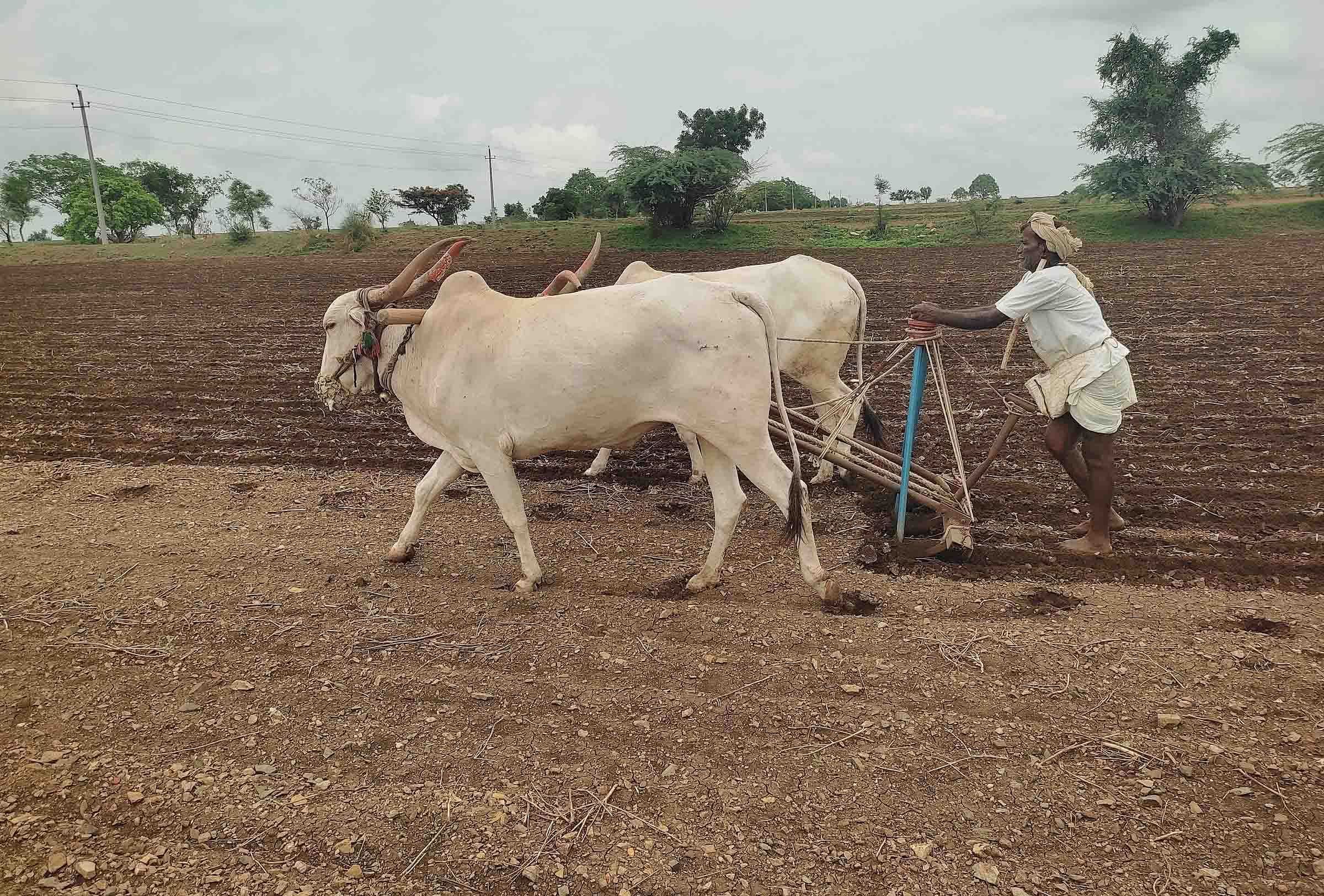 ಬಾಗಲಕೋಟೆ ತಾಲ್ಲೂಕಿನ ಬೇವೂರು ಗ್ರಾಮದಲ್ಲಿ ರೈತರೊಬ್ಬರು ತೊಗರಿ ಬಿತ್ತನೆ ಮಾಡಿದರು