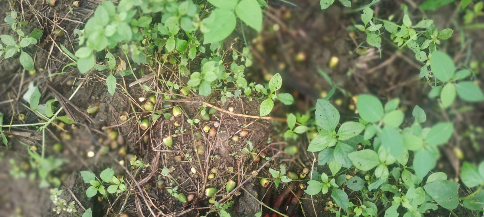 ಗಿಡಗಳಿಂದ ಕಳಚಿ ನೆಲಕ್ಕೆ ಬಿದ್ದಿರುವ ಅಡಿಕೆ.