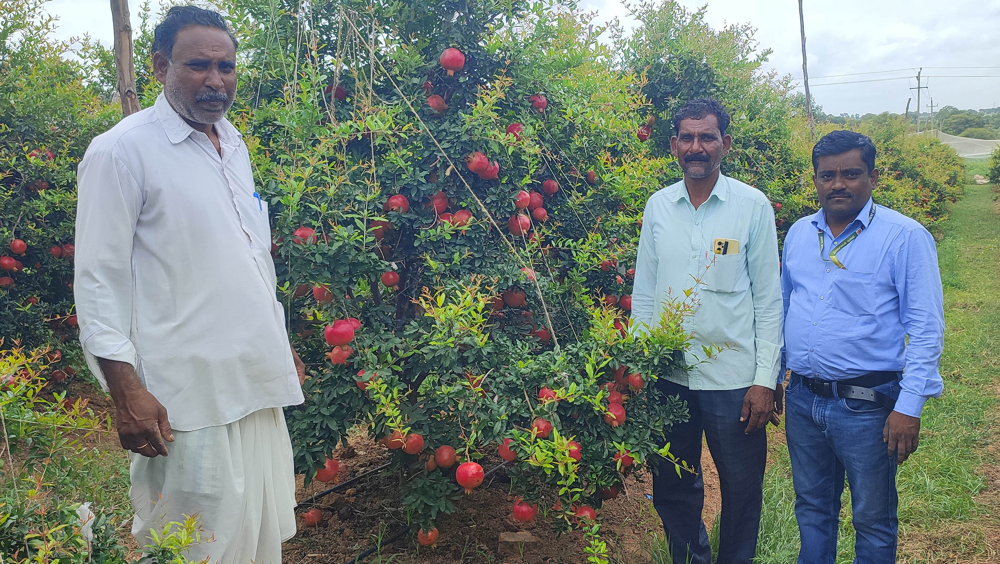 ಗಜೇಂದ್ರಗಡ ಸಮೀಪದ ನಾಗರಸಕೊಪ್ಪ ಗ್ರಾಮದ ಬಡಿಗೇರ ಸಹೋದರರು ದಾಳಿಂಬೆ ಬೆಳೆದಿರುವುದು