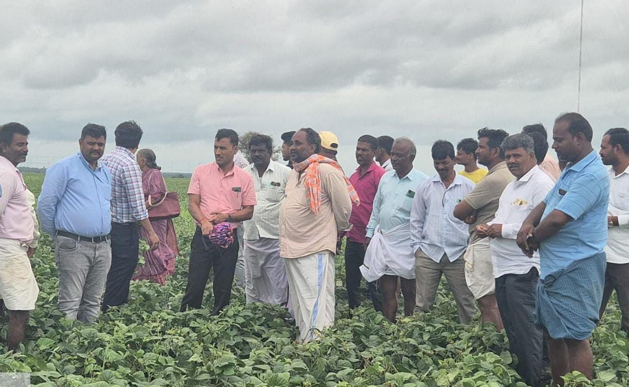 ಕುಕನೂರು ತಾಲ್ಲೂಕಿನ ತಳಕಲ್ ಗ್ರಾಮದಲ್ಲಿ ಹೆಸರು ಬೆಳೆ ಪರಿಶೀಲನೆ ಮಾಡಿದ ಕೃಷಿ ಅಧಿಕಾರಿಗಳು