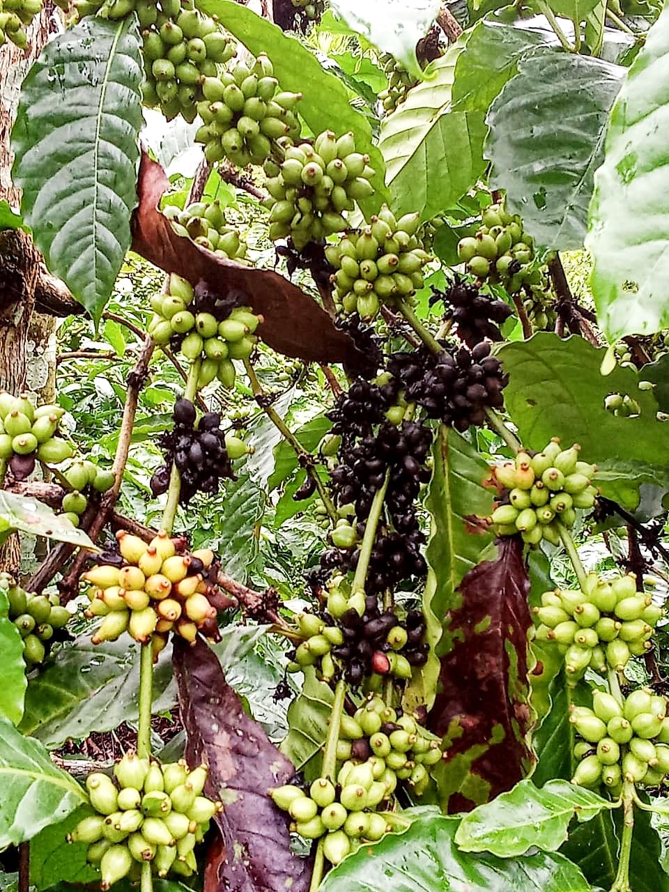 ಕೊಳೆರೋಗದ ಲಕ್ಷಣ ಕಾಣಿಸಿಕೊಂಡಿರುವ ಕಾಫಿ ಗಿಡ