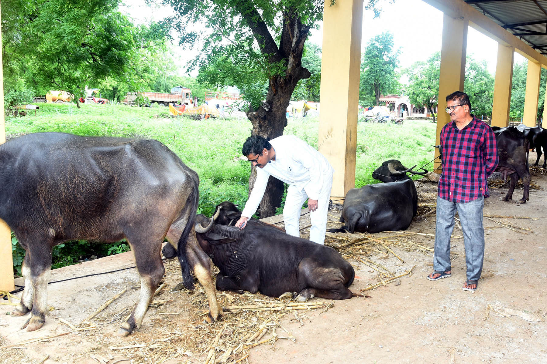 ಗೋಕಾಕ ನಗರದ ಎಪಿಎಂಸಿ ಆವರಣದಲ್ಲಿ ದನ– ಕರುಗಳಿಗಾಗಿ ಕಲ್ಪಿಸಿರುವ ಆಶ್ರಯ ತಾಣದಲ್ಲಿ ಪಶು ವೈದ್ಯರು ಲಸಿಕೆ ನೀಡಿದರು