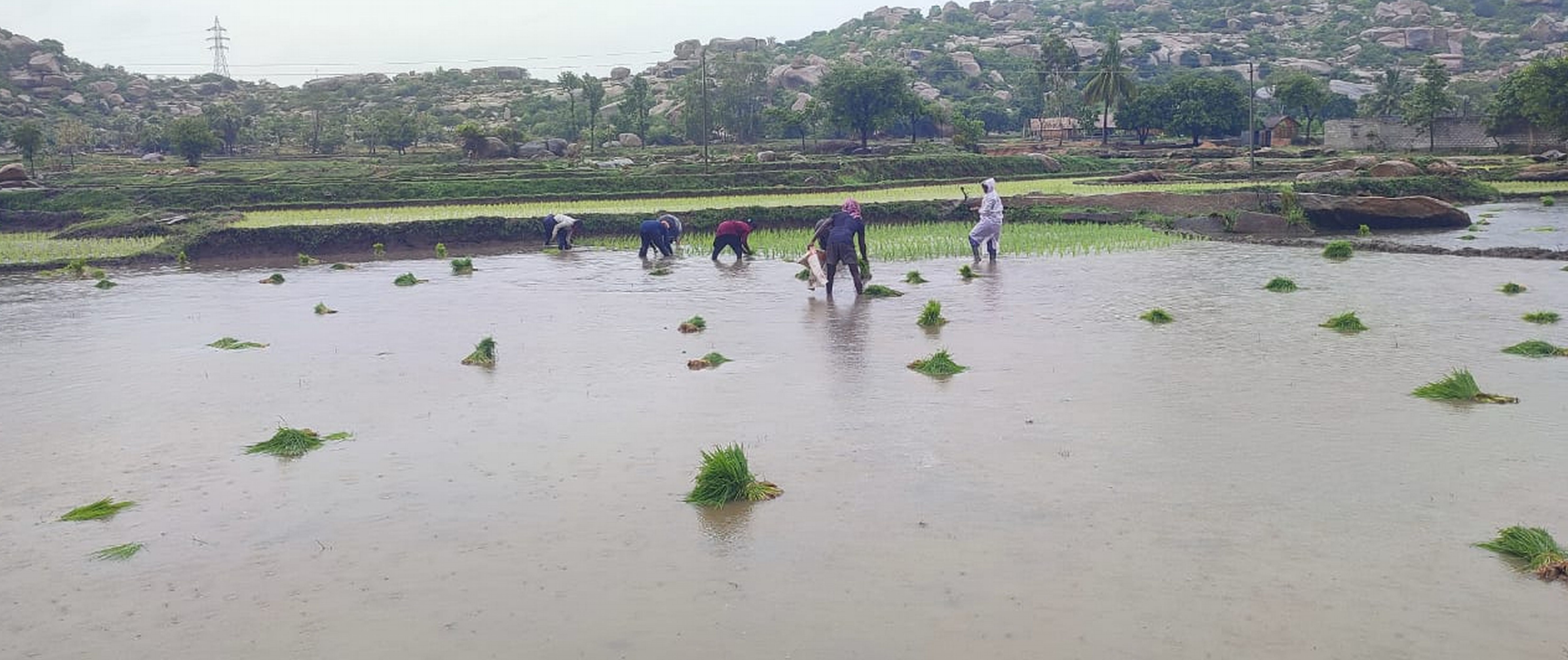 ಗಂಗಾವತಿ ತಾಲ್ಲೂಕಿನ ಸಾಣಾಪುರ ಭಾಗದಲ್ಲಿ ಭತ್ತ ನಾಟಿ ಕಾರ್ಯ ನಡೆದಿರುವುದು