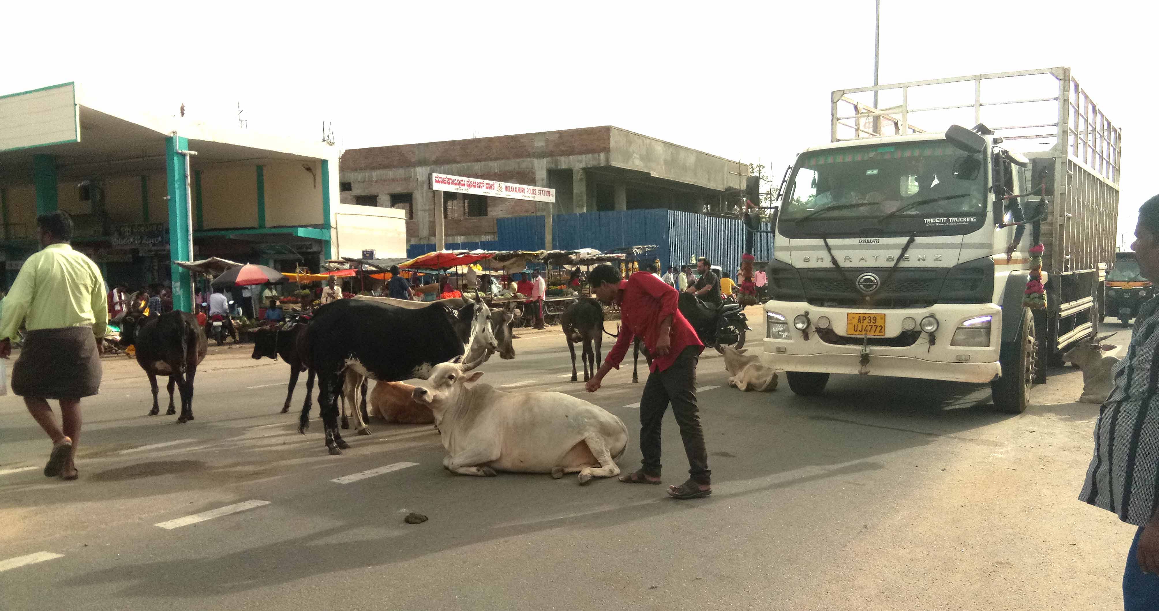 ಮೊಳಕಾಲ್ಮುರಿನ ಮುಖ್ಯರಸ್ತೆಯಲ್ಲಿ ವಾಹನಗಳು ಓಡಾಡದಂತೆ ಬಿಡಾಡಿ ದನಗಳು ಅಡ್ಡಿ ಮಲಗಿರುವುದು