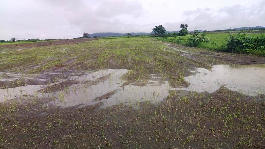 ಅಜ್ಜಂಪುರ ಸಮೀಪ ಗೌರಾಪುರದಲ್ಲಿ ಈರುಳ್ಳಿ ಕೃಷಿ ಮಾಡಿದ ಜಮೀನಿನಲ್ಲಿ ನಿಂತಿರುವ ನೀರು