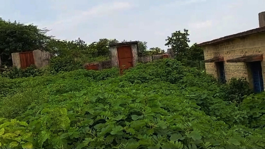 ಕಮಲಾಪುರ ತಾಲ್ಲೂಕಿನ ಕಲಮೂಡ ಸರ್ಕಾರಿ ಹಿರಿಯ ಪ್ರಾಥಮಿಕ ಶಾಲೆ ತರಗತಿ ಹಿಂದೆ ಹಾಗೂ ಶೌಚಾಲಯಗಳ ಎದುರು ಬೆಳೆದಿರುವ ಕಳೆ