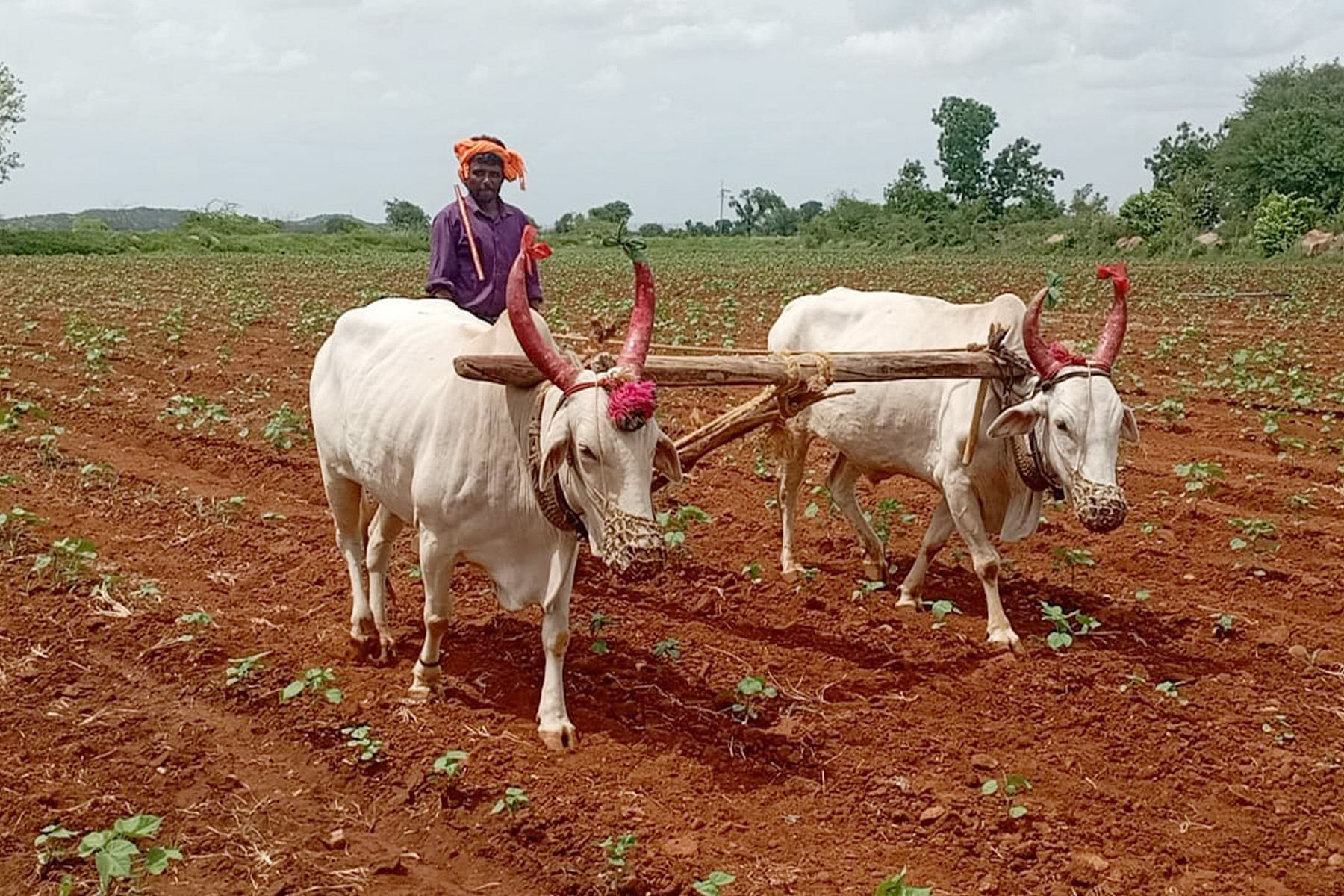 ಕಕ್ಕೇರಾ ಪಟ್ಟಣದ ಸಮೀಪದ ಗುಗಲಗಟ್ಟಿಯ ರೈತರೊಬ್ಬರು ಕೃಷಿ ಚಟುವಟಿಕೆಯಲ್ಲಿ ತೊಡಗಿರುವುದು