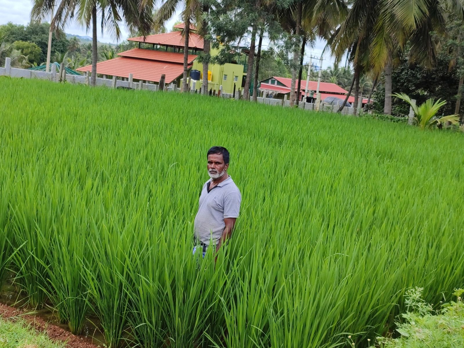  ಭತ್ತದ ಬೆಳೆಯೊಂದಿಗೆ ರೈತ ಮುದ್ದುವೀರಪ್ಪ