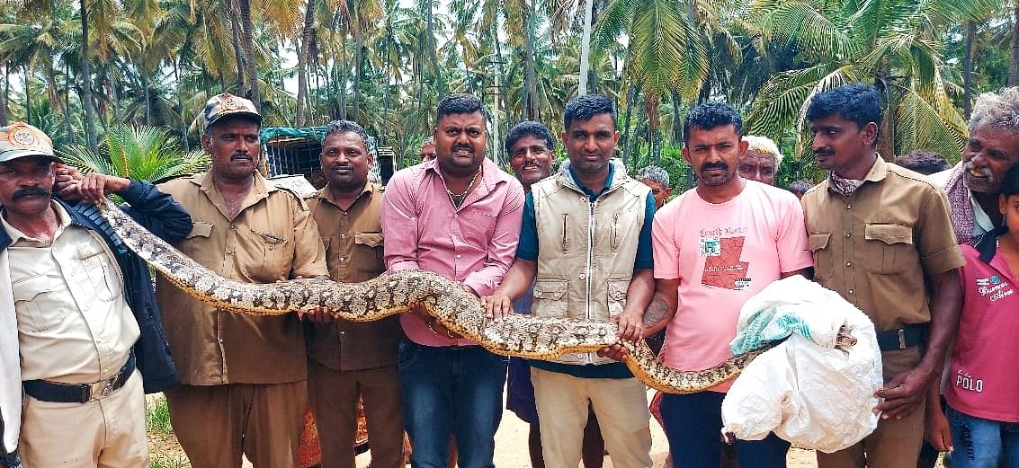 ನಾಗಮಂಗಲ ತಾಲ್ಲೂಕಿನ ಕೋಡಿಕಲ್ಲು ಗ್ರಾಮದ ಹೊರವಲಯದ ಜಮೀನಿನಲ್ಲಿ ಕಾಣಿಸಿಕೊಂಡ ಬೃಹತ್ ಹೆಬ್ಬಾವನ್ನು ಅರಣ್ಯ ಇಲಾಖೆ ಅಧಿಕಾರಿಗಳು ಉರಗತಜ್ಞ ಆನಂದ್ ಅವರ ಸಹಾಯದಿಂದ ರಕ್ಷಿಸಿದರು