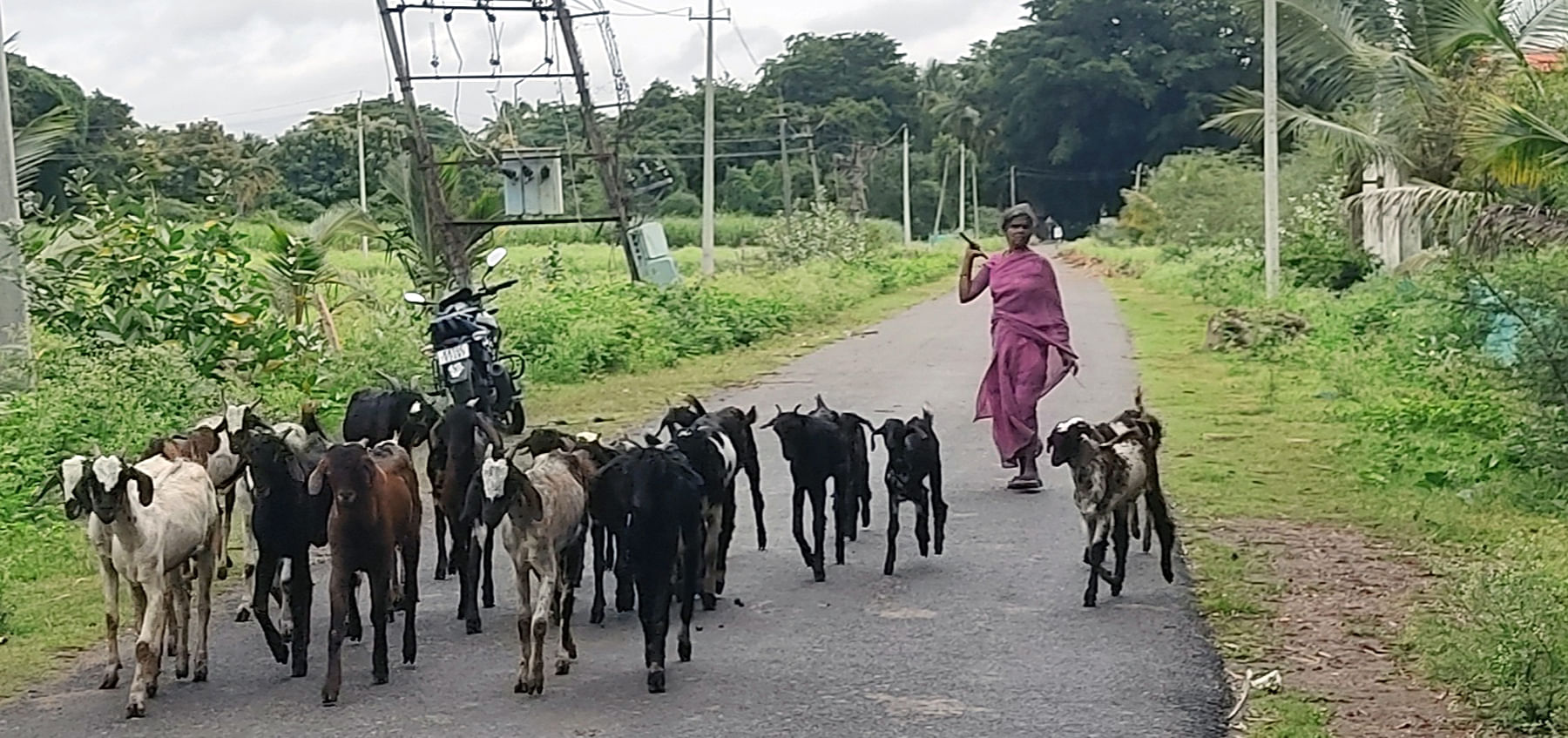 ಯಳಂದೂರು ತಾಲ್ಲೂಕಿನ ಅಂಬಳೆ ಸಮೀಪ ಮಹಿಳೆಯೊಬ್ಬರು ಬುಧವಾರ ತುಂತುರು ಮಳೆ ನಡುವೆ ಮೇಕೆಗಳೊಂದಿಗೆ ಮನೆಗೆ ತೆರಳಿದರು