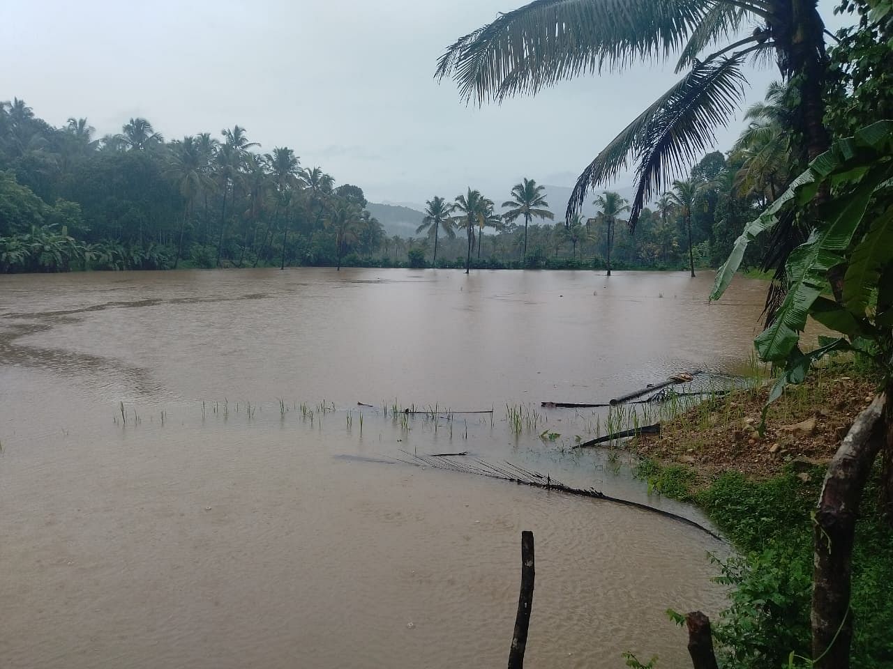 ಹೆಬ್ರಿ ತಾಲ್ಲೂಕಿನ ವರಂಗ ಗ್ರಾಮದ ಮಾತಿಬೆಟ್ಟಿನಲ್ಲಿ ಗುರುವಾರ ಸುರಿದ ಭಾರಿ ಮಳೆಯಿಂದ ಭತ್ತದ ಗದ್ದೆಗಳು ಜಲಾವೃತಗೊಂಡಿರುವುದು