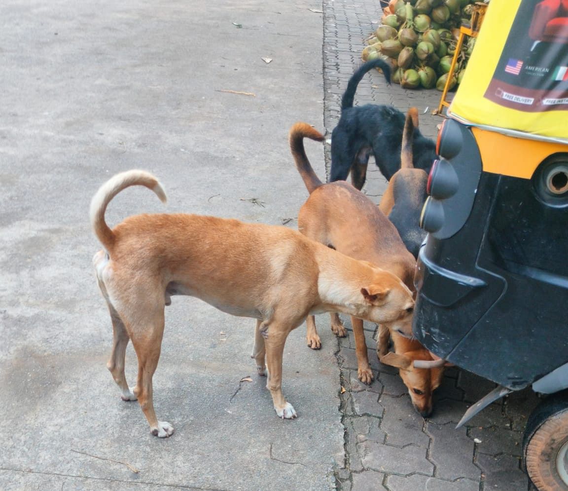 ಉಡುಪಿ ನಗರದಲ್ಲಿ ಬೀದಿನಾಯಿಗಳು ಗುಂಪುಗೂಡಿರುವುದು