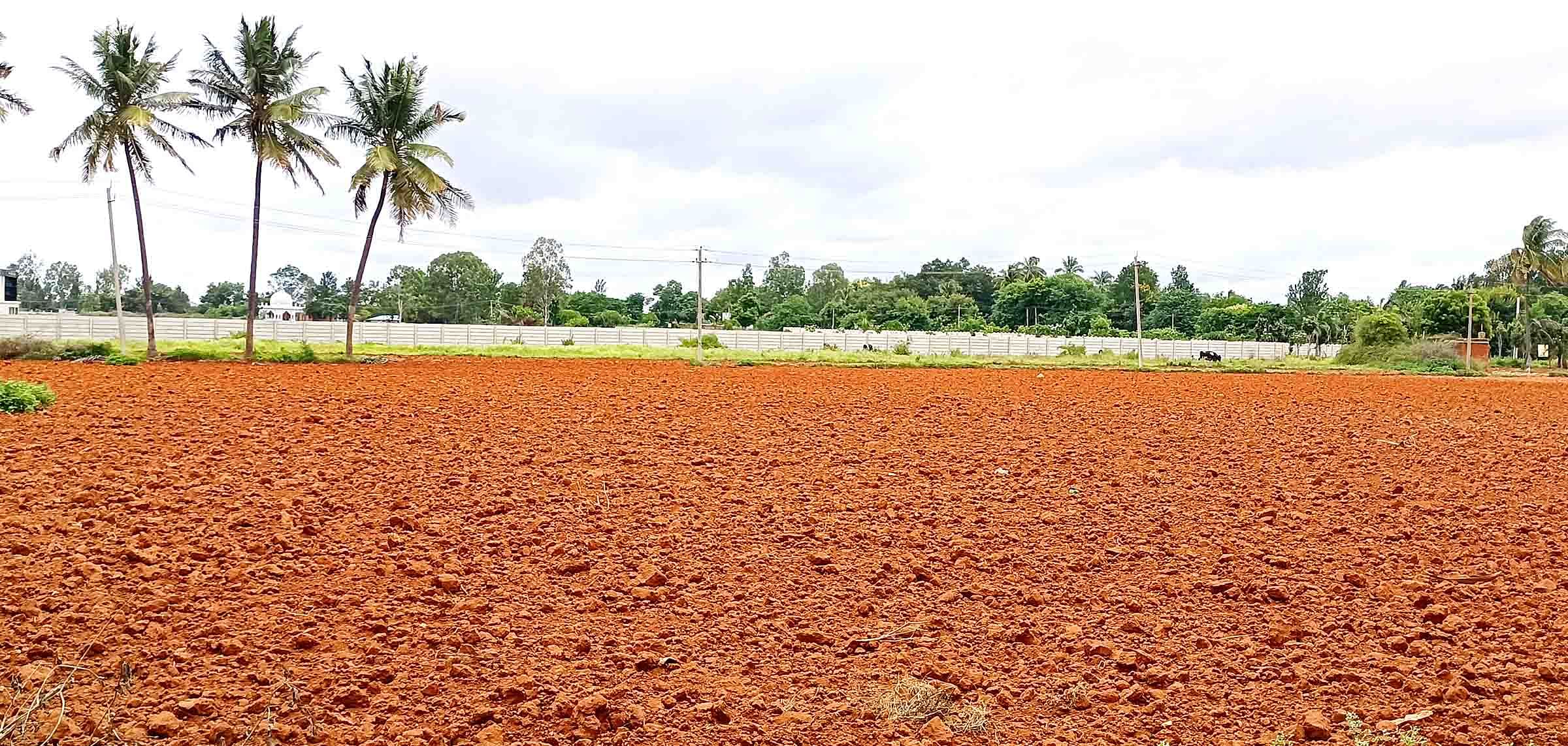 ವಿಜಯಪುರ ಹೊರವಲಯದ ಗಡ್ಡದನಾಯಕನಹಳ್ಳಿಯ ರೈತರ ತೋಟವನ್ನು ಉಳು‌ಮೆ ಮಾಡಿರುವುದು