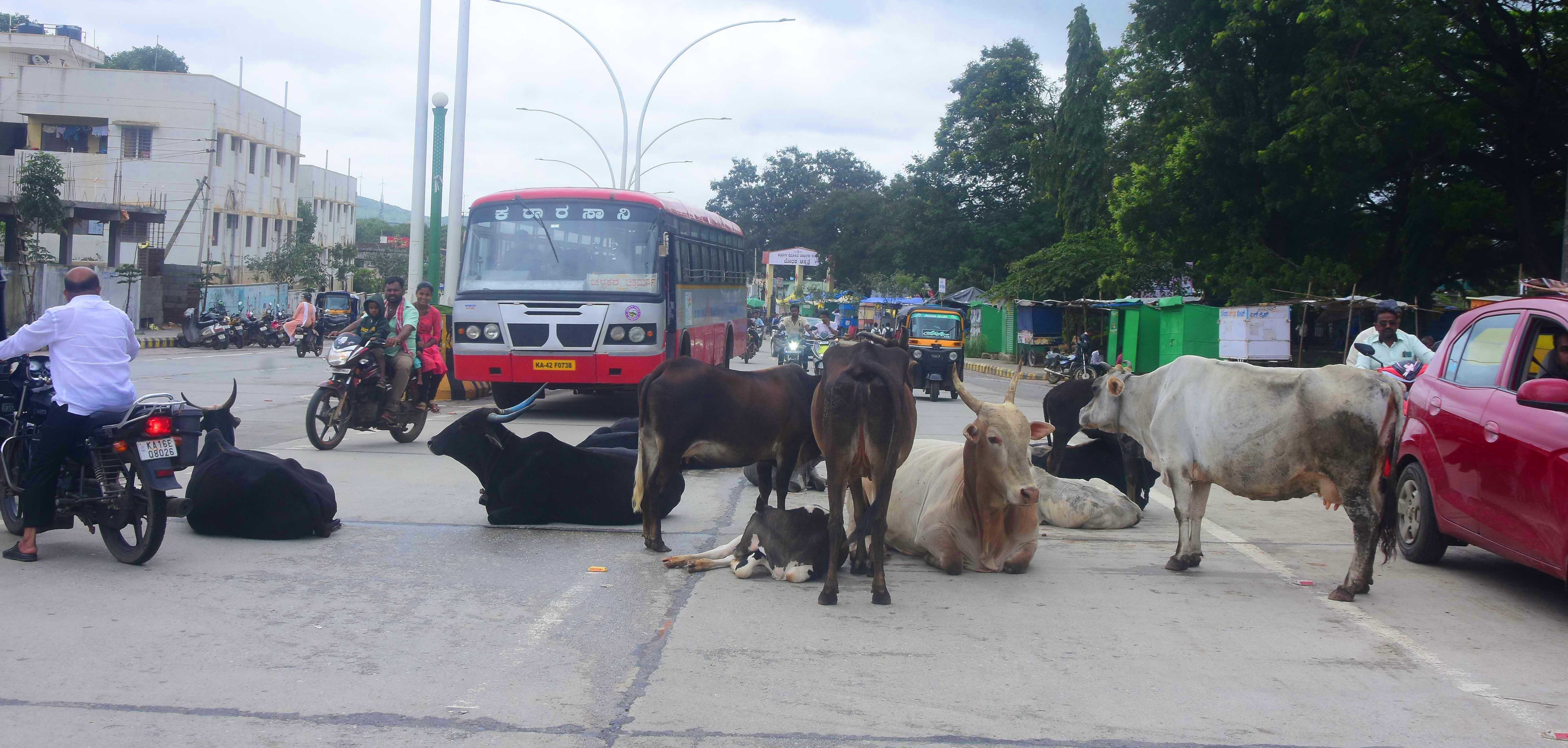 ಬೆಂಗಳೂರು– ದಾವಣಗೆರೆ ಮುಖ್ಯರಸ್ತೆ ಮದಕರಿನಾಯಕ ವೃತ್ತದ ಬಳಿ ಬೀಡಾಡಿ ದನಗಳು ಬೀಡುಬಿಟ್ಟಿರುವ ಕಾರಣ ಟ್ರಾಫಿಕ್‌ ಜಾಮ್‌ ಉಂಟಾಗಿರುವುದು