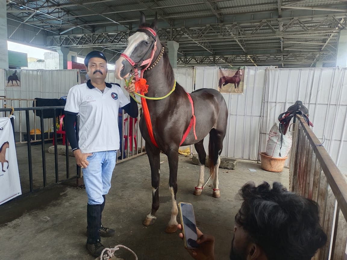 ಪ್ರದರ್ಶನಕ್ಕಿಟ್ಟಿರುವ ಸಿಂಧಿ ತಳಿ ಕುದುರೆ