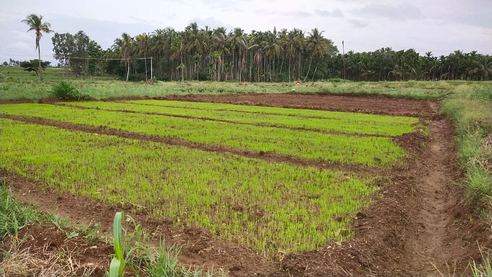 ಕೆ.ಆರ್.ನಗರ ತಾಲ್ಲೂಕಿನ ಚೀರ್ನಹಳ್ಳಿ ಗ್ರಾಮದ ರೈತರೊಬ್ಬರ ಜಮೀನಿನಲ್ಲಿ ಸಸಿ ಮಾಡಿರುವುದು
ಪ್ರಜಾವಾಣಿ ಚಿತ್ರ– ಪಂಡಿತ್‌ ನಾಟಿಕರ್