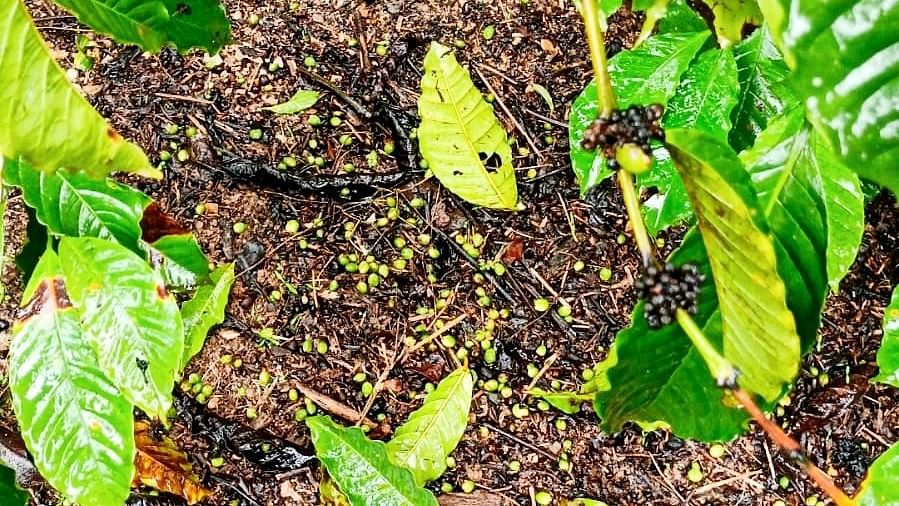 ಮಳೆಗಾಳಿಯ ರಭಸಕ್ಕೆ ಉದುರಿರುವ ರೋಬೊಸ್ಟ ಕಾಯಿಗಳು