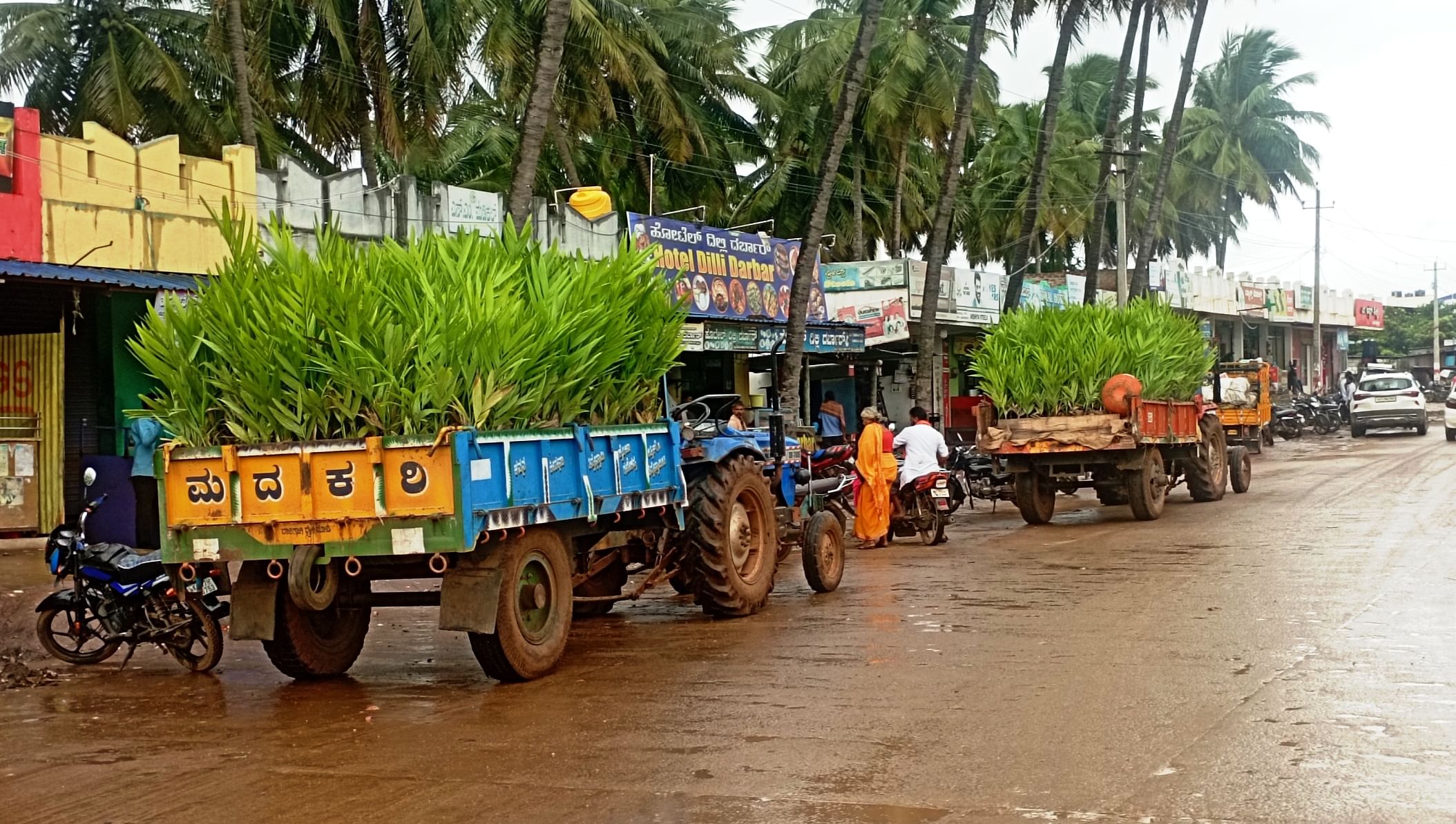 ಸಾಸ್ವೆಹಳ್ಳಿ ಗ್ರಾಮದ ಬಳಿ ಅಡಿಕೆ ಸಸಿಗಳನ್ನು ಟ್ರ್ಯಾಕ್ಟರ್‌ನಲ್ಲಿ ಒಯ್ಯುತ್ತಿರುವುದು