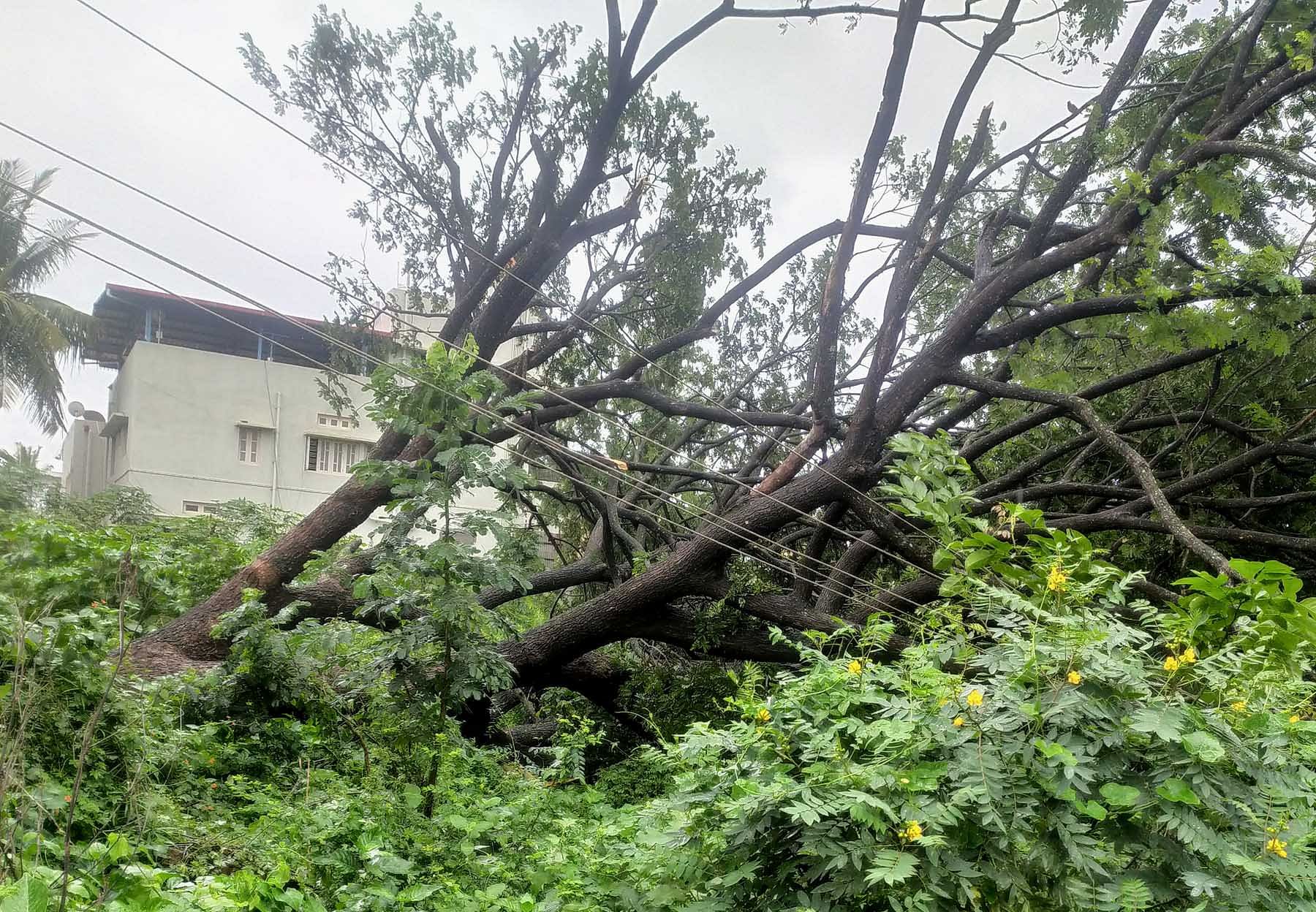 ಬಸವಾಪಟ್ಟಣದ ಬಸ್ ನಿಲ್ದಾಣದ ಸಮೀಪದ ಮರವೊಂದು ವಿದ್ಯುತ್ ತಂತಿಗಳ ಮೇಲೆ ಬಿದ್ದಿರುವುದು