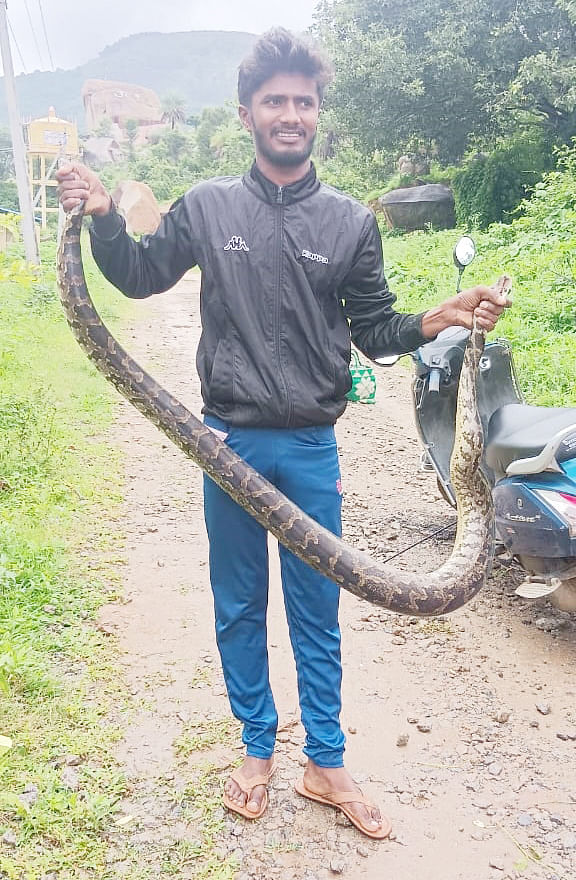 ತುಮಕೂರಿನ ಸಿದ್ಧಗಂಗಾ ಮಠದ ಹಿಂಭಾಗ ಶನಿವಾರ ಉರಗ ತಜ್ಞ ಹರೀಶ್‌ ಹೆಬ್ಬಾವು ರಕ್ಷಿಸಿದರು