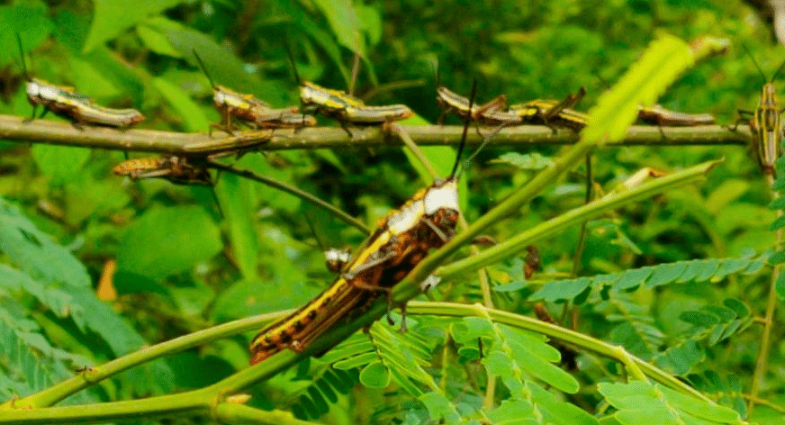 ಮಿಡತೆ