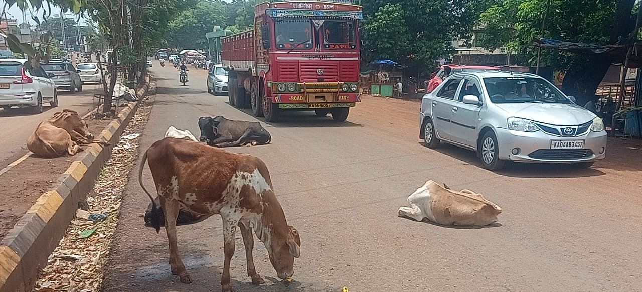 ಹುಮನಾಬಾದ್ ಪಟ್ಟಣದ ಪೊಲೀಸ್ ಠಾಣೆಯ ಎದುರುಗಡೆಯ ರಸ್ತೆ ಮಧ್ಯದಲ್ಲೇ ಮಲಗಿರುವ ದನಗಳು