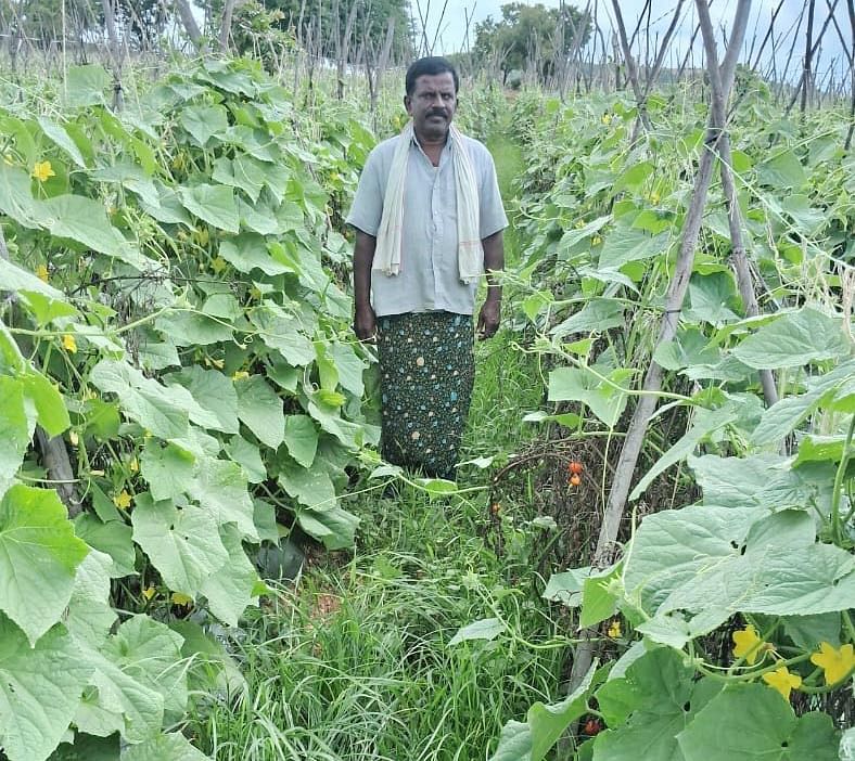 ಬಾಗೇಪಲ್ಲಿ ತಾಲ್ಲೂಕಿನ ಜೂಲಪಾಳ್ಯ ಗ್ರಾಮದ ರೈತ ಆರ್.ಕೃಷ್ಣಮೂರ್ತಿ ತರಕಾರಿ ಬೆಳೆದಿರುವುದು