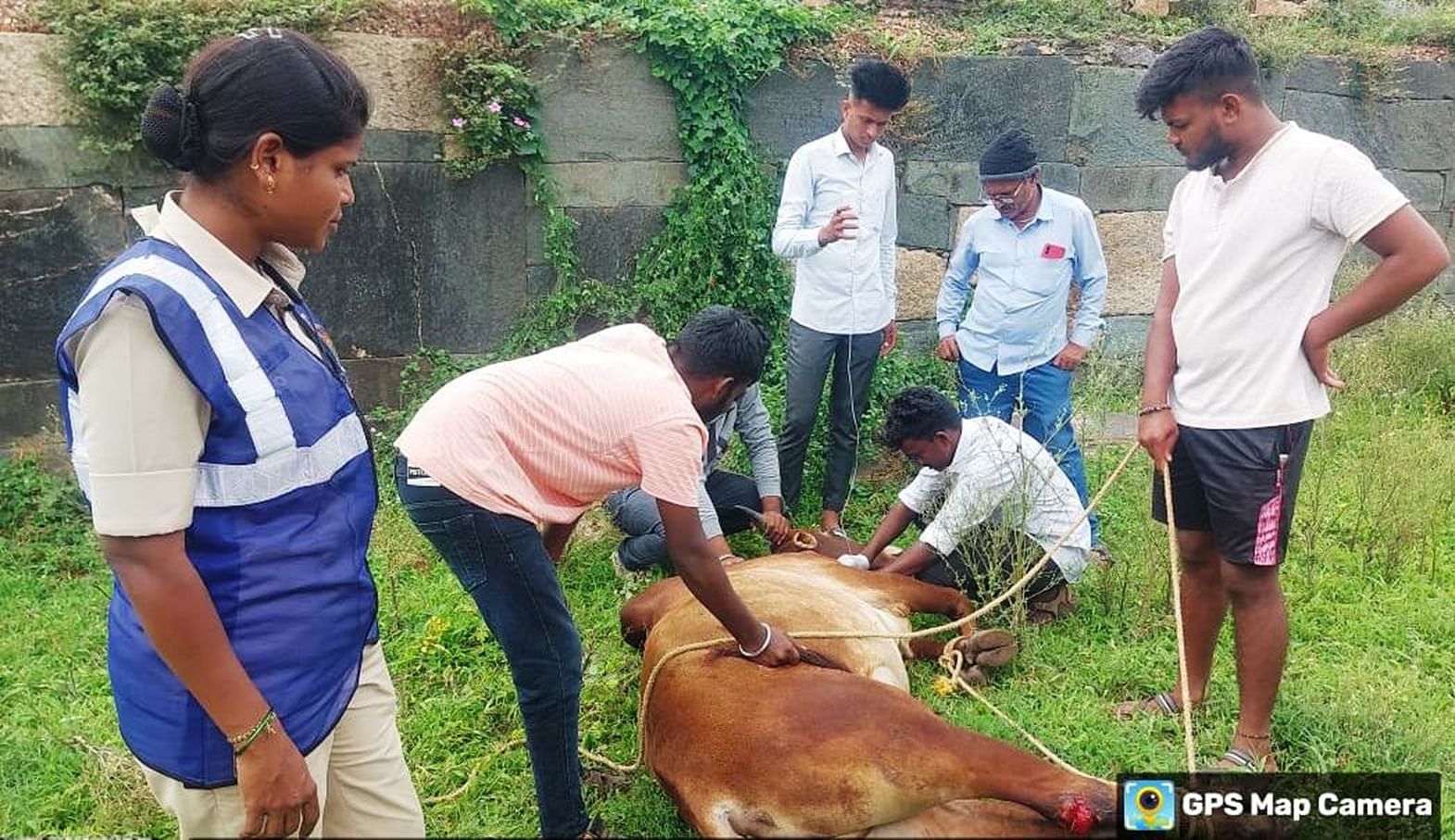 ಅಪಘಾತದಲ್ಲಿ ಗಾಯಗೊಂಡಿದ್ದ ಹಸುವನ್ನು ಪಶು ಇಲಾಖೆ ಸಿಬ್ಬಂದಿ ಉಪಚರಿಸಿದರು. ಪ್ರವಾಸಿ ಮಿತ್ರ ಸಿಬ್ಬಂದಿ ಸರಿತಾ ಇದ್ದಾರೆ