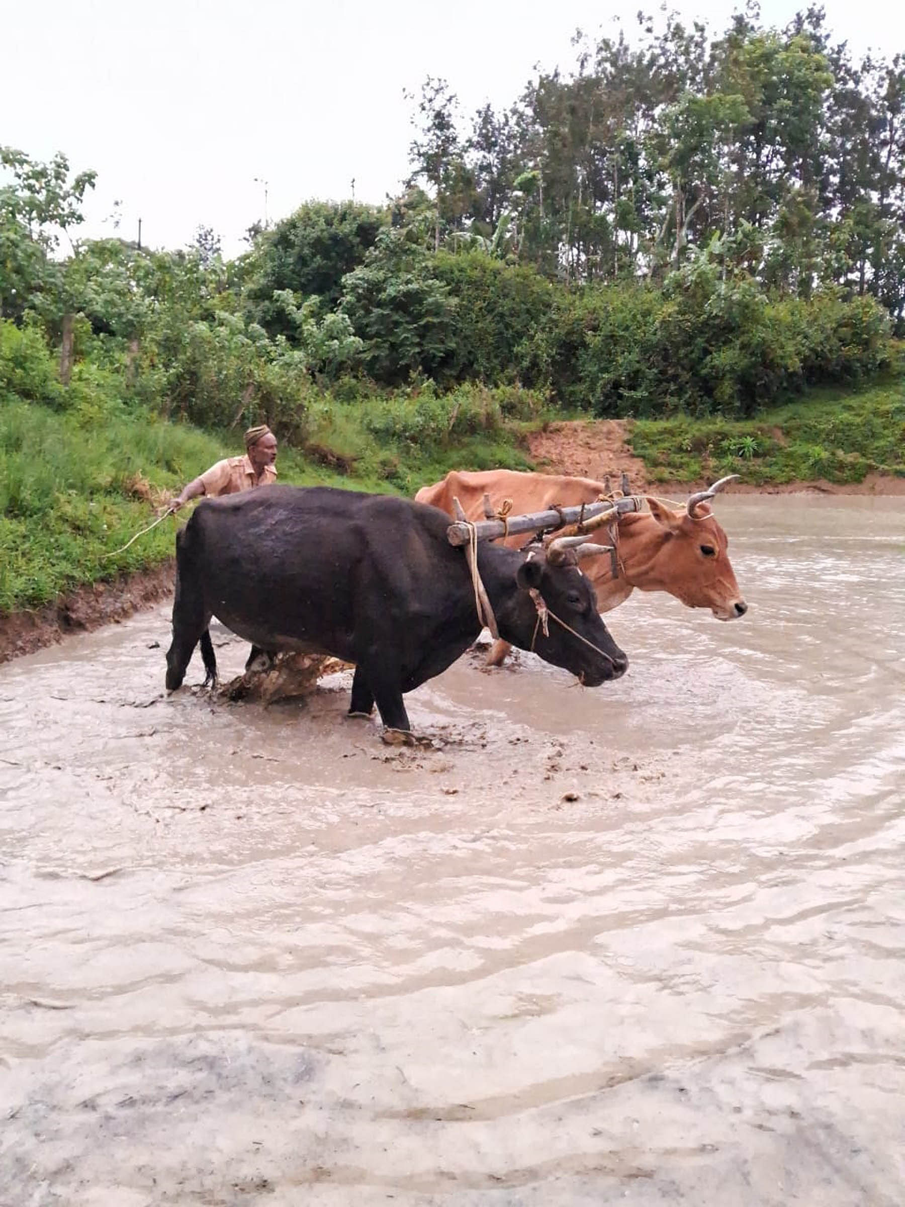 ನಾಪೋಕ್ಲು ಸಮೀಪದ ಕುಯ್ಯಂಗೇರಿ  ಗ್ರಾಮದಲ್ಲಿ ಭತ್ತದ ಉಳುಮೆ ಕಾರ್ಯದಲ್ಲಿ ಕಾರ್ಮಿಕರೊಬ್ಬರು ತೊಡಗಿರುವುದು.