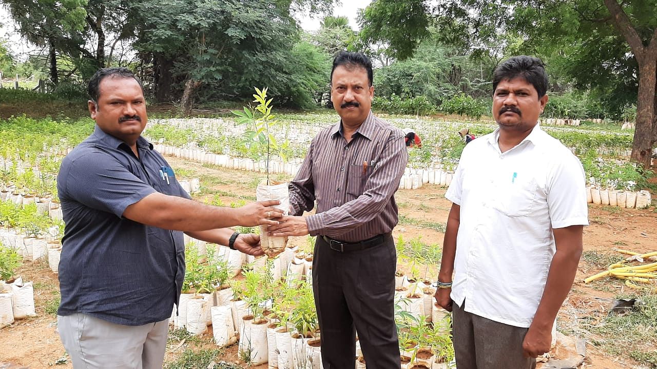 ರಾಯಚೂರು ತಾಲ್ಲೂಕಿನ ಯರಗೇರಾದ ಸಸ್ಯಕ್ಷೇತ್ರದಲ್ಲಿ ಬೆಳೆದ ಶ್ರೀಗಂಧ ಸಸಿಯನ್ನು ಪರಿಶೀಲಿಸುತ್ತಿರುವ ಸಾಮಾಜಿಕ ಅರಣ್ಯ ವಿಭಾಗದ ಉಪ ಅರಣ್ಯ ಸಂರಕ್ಷಣಾಧಿಕಾರಿ (ಡಿಸಿಎಫ್) ಸುರೇಶಬಾಬು