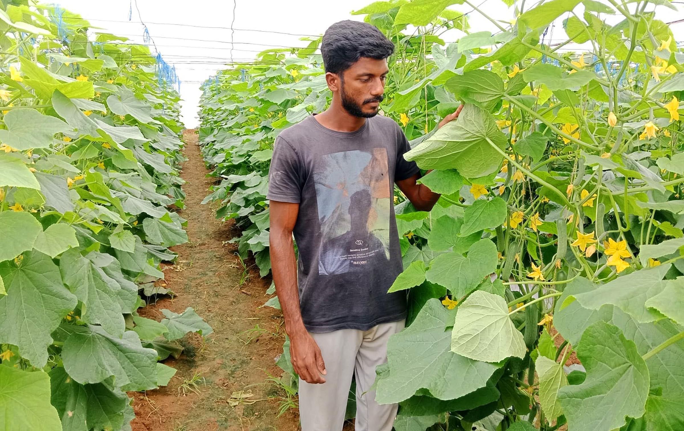 ಶಿಡ್ಲಘಟ್ಟ ತಾಲ್ಲೂಕಿನ ಅಪ್ಪೇಗೌಡನಹಳ್ಳಿಯ ರೈತ ಜಯಂತ್ ಬೆಳೆದಿರುವ ಇಂಗ್ಲಿಷ್ ಸೌತೆ