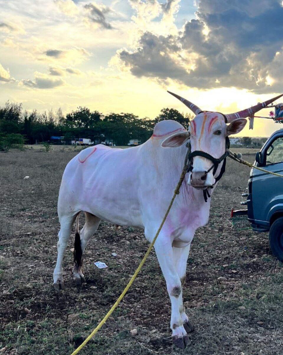 18 ಲಕ್ಷಕ್ಕೆ ಖರೀದಿಸಿದ ಎತ್ತು