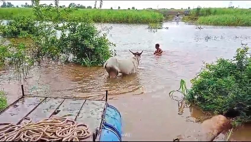 ಬೆಳಗಾವಿ ಜಿಲ್ಲೆಯ ಅಥಣಿ ತಾಲ್ಲೂಕಿನ ಹುಲಗಬಾಳಿಯ ಮಾಂಗ ವಸತಿ ಪ್ರದೇಶದಿಂದ ಬುಧವಾರ ದನ– ಕರುಗಳನ್ನ ನದಿಯಲ್ಲಿ ಈಜಿಕೊಂಡು ದಾಟಿಸಿದ ರೈತ